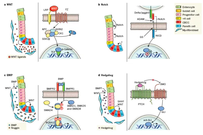 Figure  7 : Schéma  résumant  les  principales  voies  de  signalisation  cellulaire  régulant  l’homéostasie intestinale 