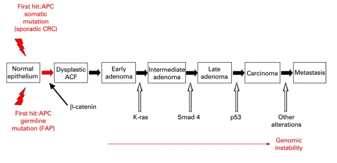 Figure 10 : Modèle de carcinogenèse colique selon Fearon et Vogelstein 