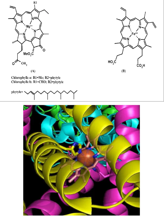 Figure I-3: Exemples de macrocycles tétrapyrroliques naturels impliqués dans la production, le  transport et l'usage du dioxygène  