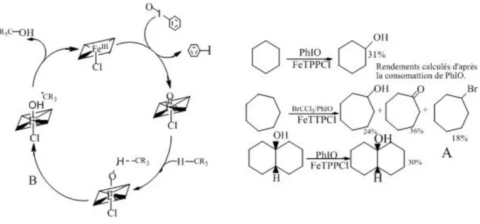 Figure I-27: (A) Hydroxylation d’alcanes catalysés par FeTTPCI  (B) Schéma du cycle catalytique générant des radicaux alkyles  
