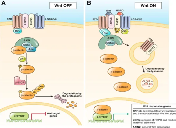 Figure 16: WNT pathway activation by LGR 5. (A) In the absence of Wnt, β-catenin is phosphorylated by  the destruction complex formed of APC, AXIN, GSK3, and CK1