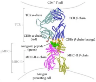 Figure  1 :  Représentation  de  la  structure  cristallographique  du  TCR  d’un  lymphocyte  T  CD4+  en  interaction  avec  un  complexe  peptide  /  CMH-II  issu  d’un  APC