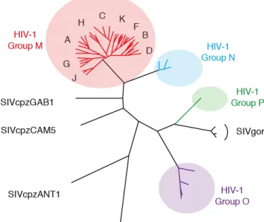 Figure  8:  Arbre  phylogénétique  des Rétrovirus. 