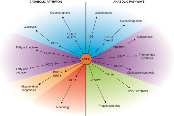 Figure  3 :  AMPK  is  pivotal  in  the  regulation  cellular  metabolism.  Upon  activation  of  AMPK,  catabolic  pathways  are  promoted,  while  anabolic  pathways  are  inhibited