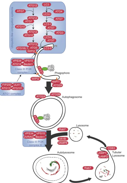 Figure 5 : Molecular mechanisms governing macroautophagy. See details in the text. PI3P  are  shown  as  red  rectangles
