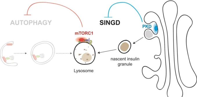 Figure  7 :  SINGD  inhibits  autophagy  and  is  controlled  by  PKD.  Upon  starvation  in  pancreatic β-cells, nascent insulin granules are directly targeted to the lysosomes where they  are  degraded