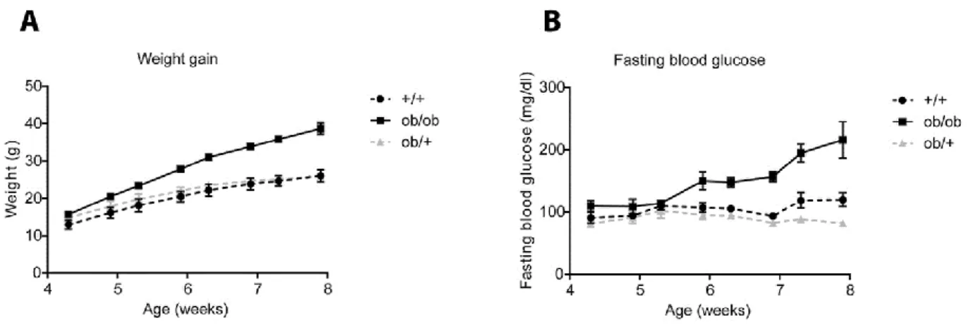 Figure 9. BTBR ob/ob mice become severely obese and diabetic 8 weeks after birth. (A)  Time-course of the body weight of BTBR +/+ controls mice, homozygous BTBR ob/ob mice,  or heterozygous BTBR ob/+ mice (n=5/group)