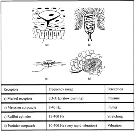 Figure 2-2.  Cell receptors The  four major receptors  for tactile reception  and  their frequency range  of response (Adapted  from Goldstein pp.438-439