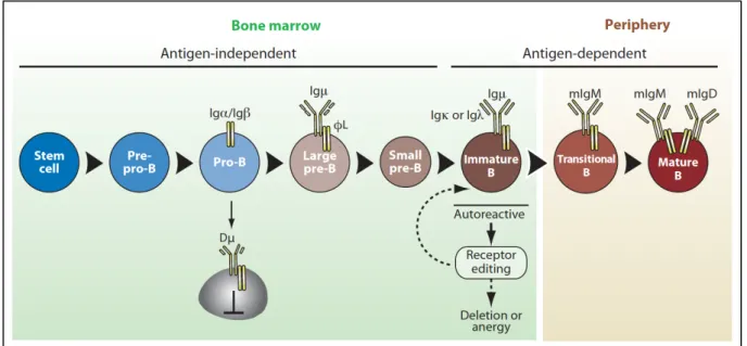 Figure 1. Lymphopoïèse B (adapté de Kurosaki, 2010) (1).  