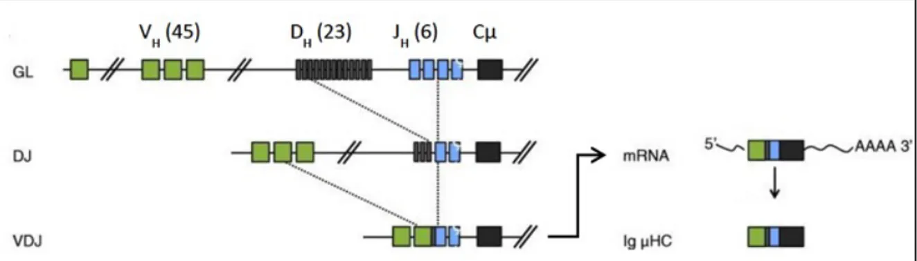 Figure  3.  Réarrangement  du  gène  des  chaînes  lourdes  d’immunoglobulines  (adapté  de  Martensson 2010) (5)