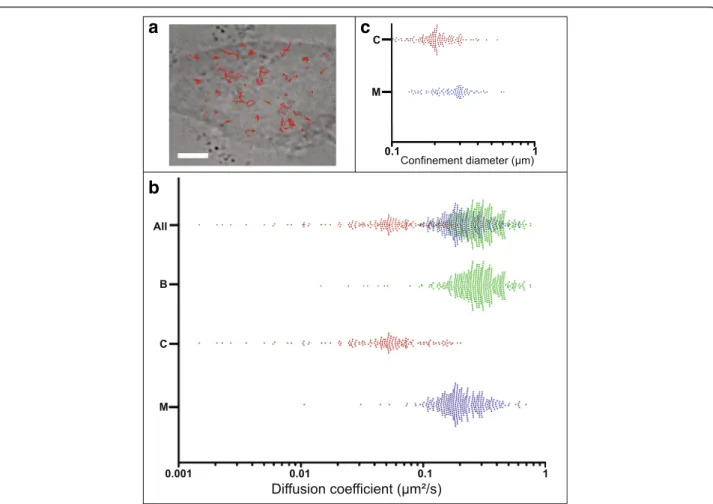 Fig. 6 Single molecule tracking of the tetraspanin CD9 in HeLa cells. The (a) panel is a DIC image of a single HeLa cell and the red lines represents some recorded trajectories of single molecules (the scale bar is 5 μ m)