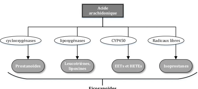 Figure 5. Représentation schématique des voies de métabolisation de l’acide arachidonique