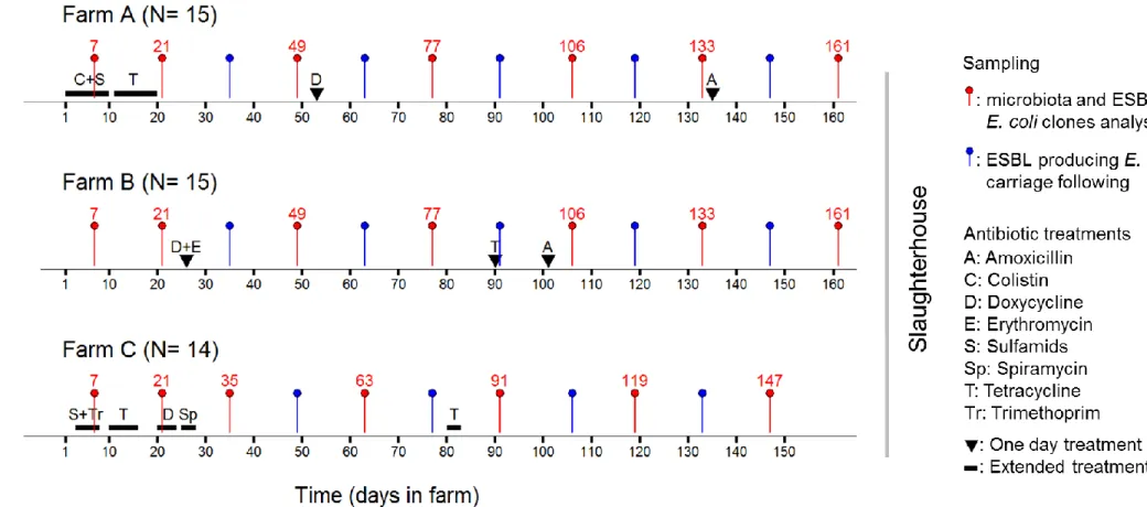 Figure 11. Plans d’échantillonnages dans les fermes A, B, et C (présentés respectivement en haut, au milieu et en bas de la figure)