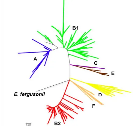 Figure  3.  Arbre  phylogénétique  de  l’espèce  E.  coli,  raciné  sur  l’espèce  E.  fergusonii