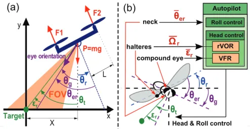 Figure 2. Similarities between the hovering robot with a decoupled eye (a) and the fly (b)