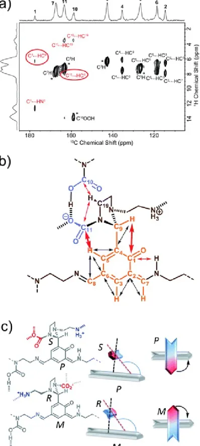 Fig. 3 Coupled configurational/conformational exploration of the junction between main and side chain around the connective center C 9  through (a) a short range (τ CP  = 500 μs) DNP-enhanced  1 H– 13 C LG-CP HETCOR spectrum revealing spatial contacts