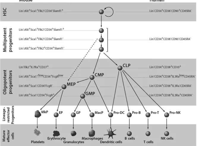 Figure 1: Différenciation hématopoïétique chez la souris et l'homme  d'après (Chao et al., 2008) (HSC)  hematopoietic  stem  cell;  (CLP)  common  lymphoid  progenitor;  (CMP)  common  myeloid  progenitor; 