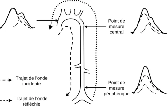 Figure 6. Evolution du contour de l'onde de pression le long de l'aorte chez l'homme.  