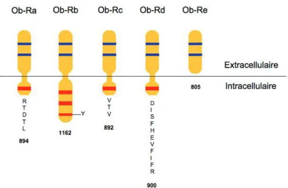 Figure 9. Présentation des différentes isoformes du récepteur de la leptine (d’après  Friedman and Halaas 1998) 