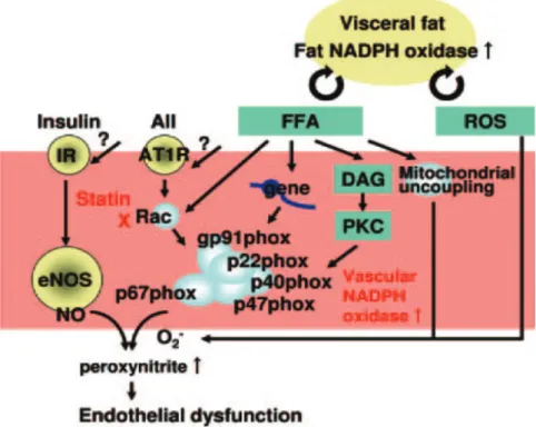 Figure 11. Schéma des voies de signalisation impliquées dans la lipotoxicité,  entraînant la dysfonction endothéliale (d’après Chinen et coll., 2007) 