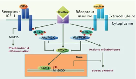 Figure 12. Rôle de Klotho dans les voies de signalisation de l’IGF et de l’insuline.  