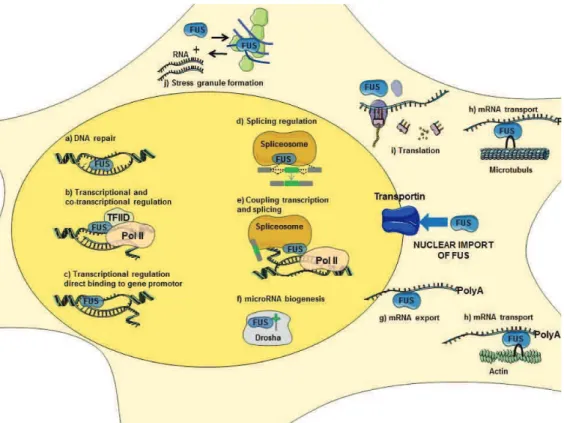 Figure 18. FUS displays diverse physiological roles 