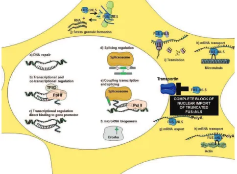 Figure 22. New knock-in mouse model- !,?PHQ# 