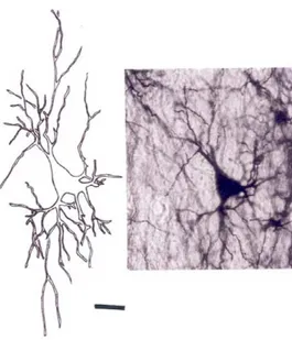 Figure 44. Dessin d’un neurone thalamique de type II à la camera lucida (Al-Hussain Bani Hani, 2007)