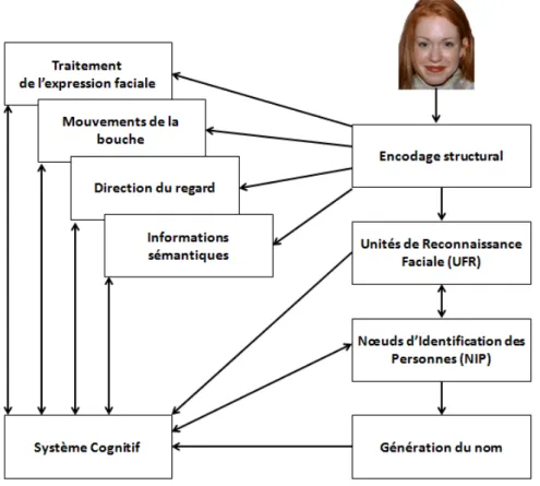 Figure 5. Représentation schématique du modèle de Bruce et Young (1986) (adaptée de [353])