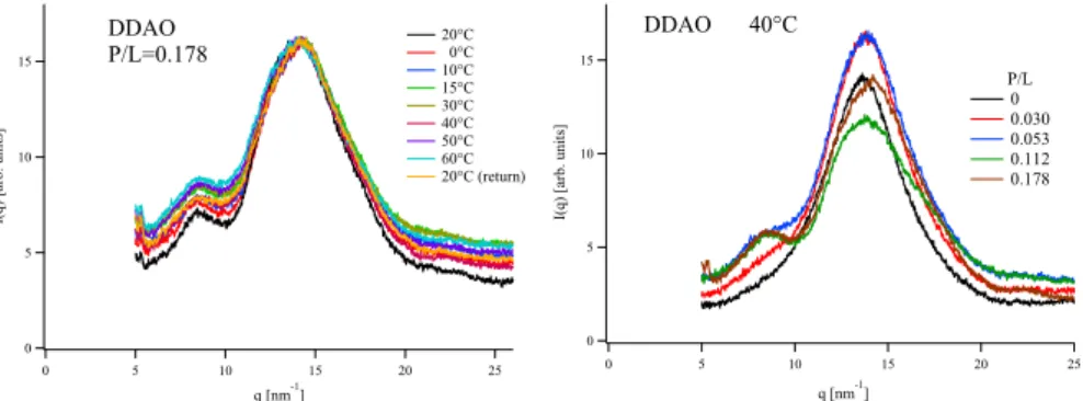 Fig. 6 Scattered signal I(q) for DDAO bilayers, as a function of temperature for the most concentrated sample, with P /L = 0.178 (left) and for all concentrations at T = 40 ◦ C (right).
