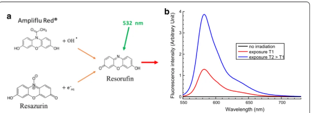 Fig. 7  Resorufin formation processes from oxidation by hydroxyl radical using  Ampliflu ®  Red molecule and  from reduction by hydrated electron using resazurin (a)