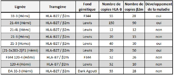 Tableau 8 : Principales lignées de rats transgéniques étudiées dans le cadre de la SpA.