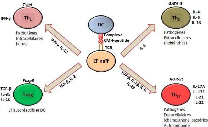Figure 7 : Les principales voies de différenciation des LT CD4 + . 