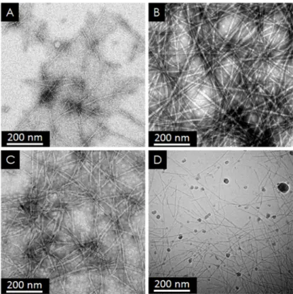 Figure  2 :  Transmission  electron  micrographs  of  Atosiban  fibrils  prepared  in  acetic  acid  pH  5  (A),  NaCl  150  mM  pH~6 (B) and NaOH pH 13 at 10% concentrations (C-D)