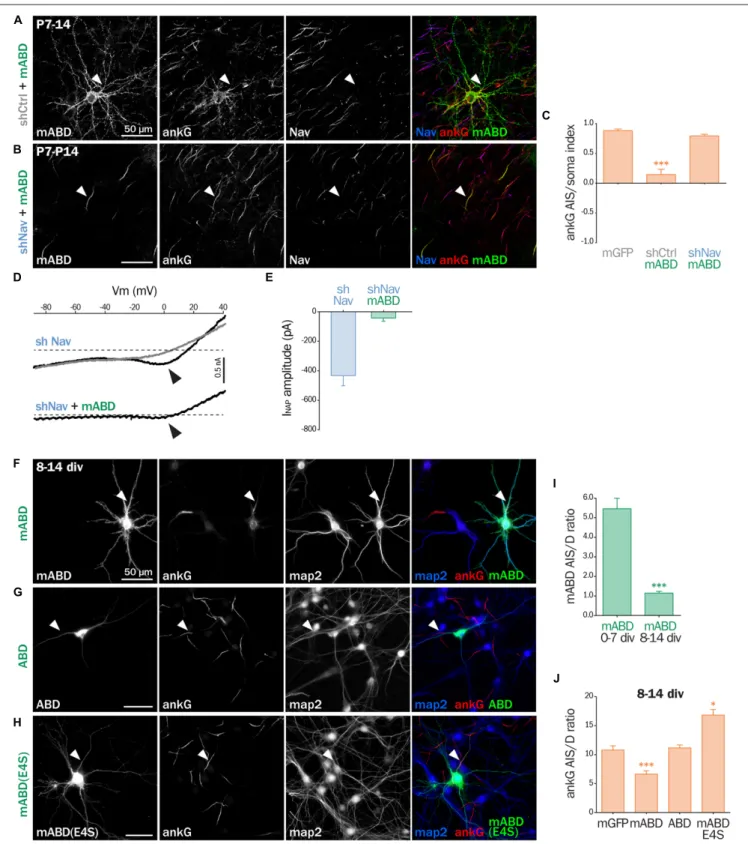 FIGURE 7 | mABD expression in mature neurons results in ankG mislocalization. (A–E) Organotypic cortical slices prepared from postnatal day 7 rats infected with a lentivirus co-expressing mABD and shCtrl or shNav and either treated for immunostaining for G