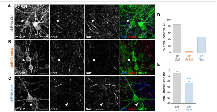 FIGURE 1 | Knockdown of Nav channels downregulates the axon initial segment (AIS) in organotypic slices