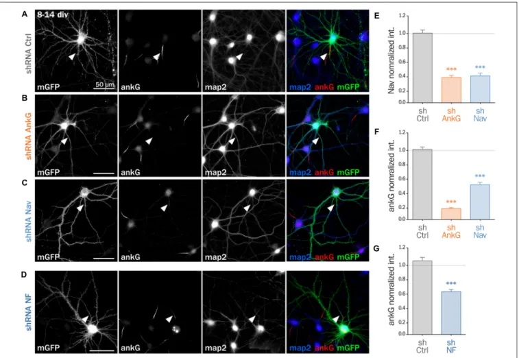 FIGURE 3 | Knockdown of AIS membrane components perturbs AIS maintenance. Cultured rat hippocampal neurons transfected at 8 days in vitro (8 div) with mGFP and shCtrl (A), shAnkG (B), shNav (C) or shNF (D), fixed 6 days later (14 div) and then immunostaine
