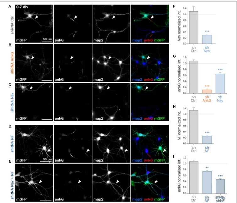 FIGURE 4 | Knockdown of AIS membrane components impairs AIS formation. Rat hippocampal neurons were transfected before plating (0 div) with mGFP and shCtrl (A), shAnkG (B), shNav (C), shNF (D) or shNav + shNF (E)