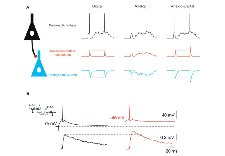 FIGURE 1 | Analog-digital (AD) mode of synaptic transmission. (A) Digital, analog and hybrid (AD) modes of synaptic transmission