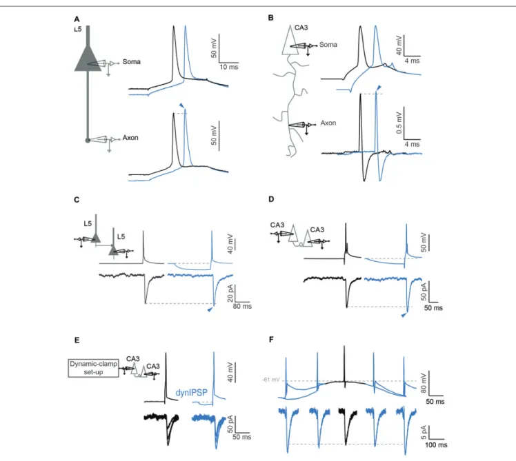 FIGURE 2 | Hyperpolarization induced ADF (h-ADF). (A,B) Dual recording from the soma and the axon in L5 (A) and CA3 (B) pyramidal neurons