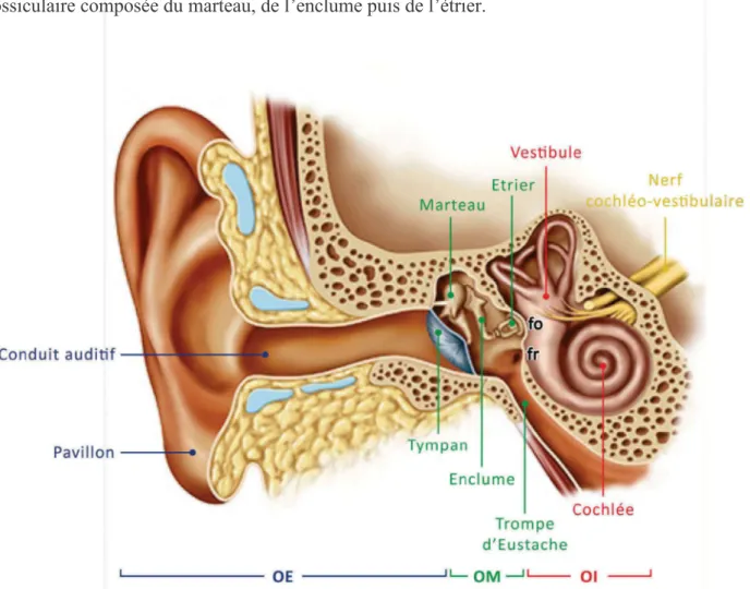 Figure 1 : Le système auditif périphérique. Il permet la transformation des vibrations sonores en un  signal bioélectrique, interprétable par le système auditif central