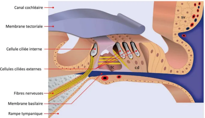 Figure 3 : Coupe transversale de l’organe de Corti. Positionné sur la membrane basilaire, l’organe de  Corti est bordé sur sa partie externe par la strie vasculaire (sv)