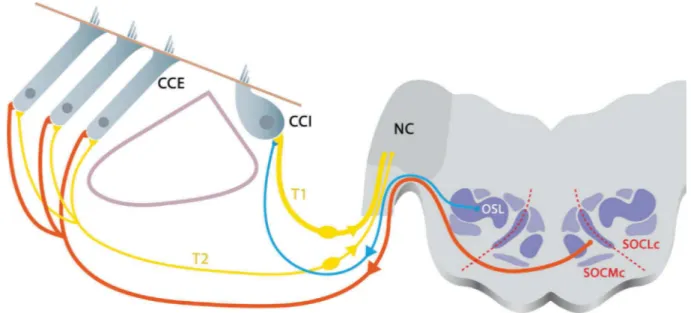 Figure  4 : Innervation  de  l’organe  de  Corti. Les dendrites des neurones auditifs de type I (T1) et II  (T2) contactent respectivement les cellules ciliées internes (CCI) et les cellules ciliées externes (CCE)