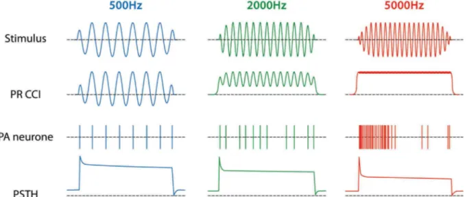 Figure  5  :  Schématisation  du  codage  fréquentiel  lié  au  verrouillage  de  phase,  et    de  la  réponse  neurale