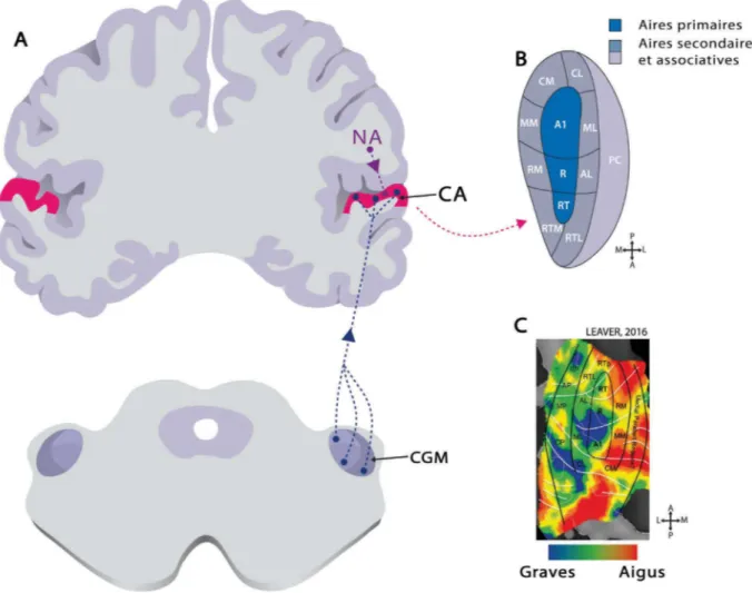 Figure 11 : Schématisation des afférences, de l’architecture et de la tonotopie du cortex auditif