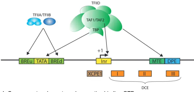 Figure 1: Core promoter elements and respective binding GTF 