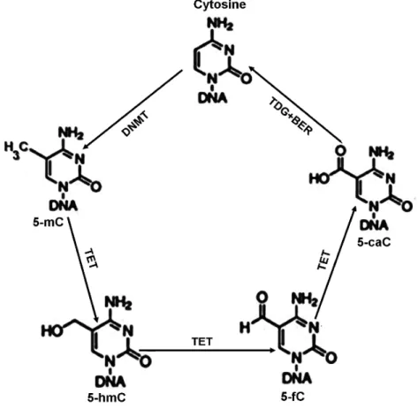 Figure  4:  Cytosine  methylation  and  demethylation  (from  Kang  and  Hyun,  2017) 