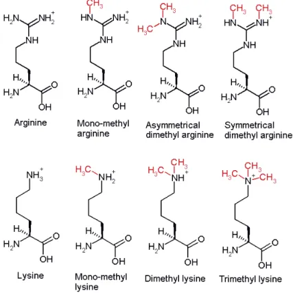 Figure 8: Arginine and Lysine methylation  2.d.  Regulation cross-talk 