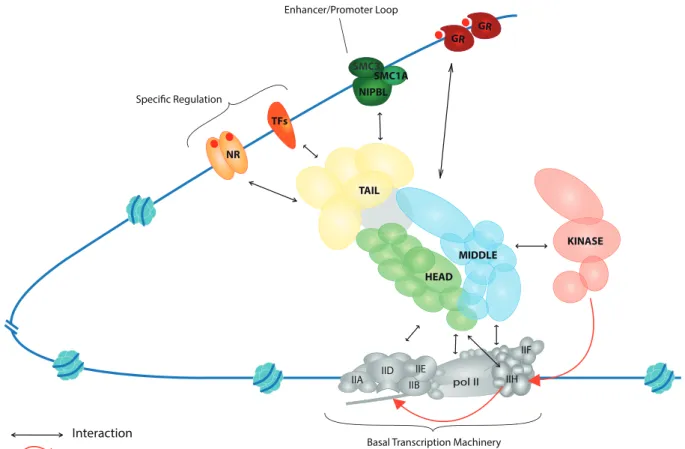 Figure  1:  Schematic  representation  of  the  Mediator  complex  in  the  context of transcription initiation 