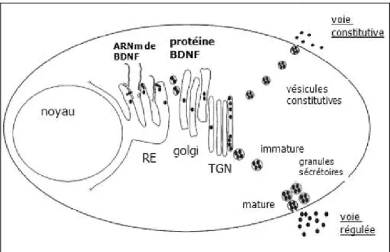 Figure  2 :  De  la  synthèse  à  la  sécrétion  du  BDNF.  L’ARNm  du  BDNF  est  transporté  des  ribosomes  au  réticulum endoplasmique (RE) et la pré-pro-protéine est alors séquestrée dans le RE